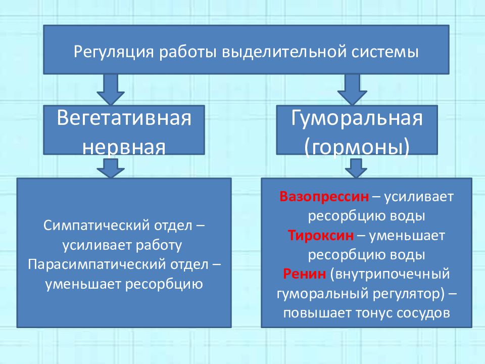 Автономный отдел нервной системы нейрогуморальная регуляция презентация 8 класс