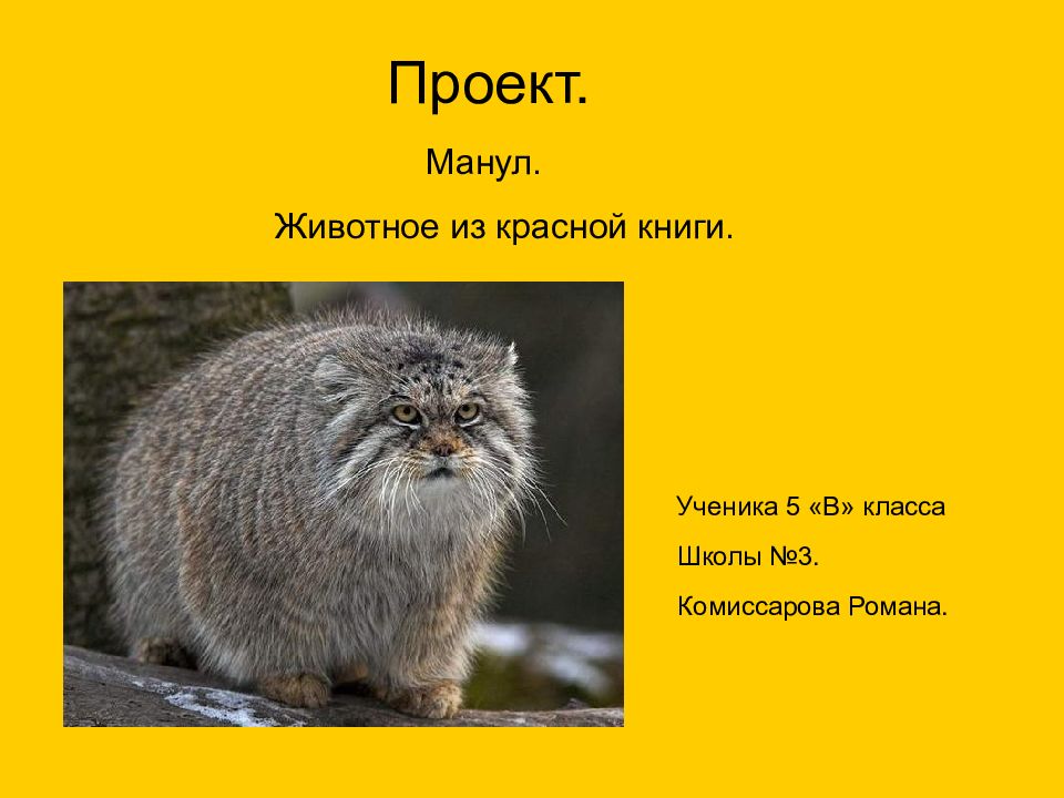 Проект. Животное из красной книги. Манул. Ученика 5 «В» класса Школы