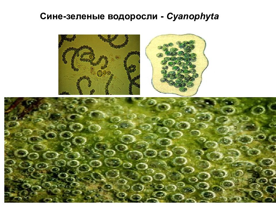 Сине-зеленые водоросли (Cyanophyta). Систематика сине зеленых водорослей. Желто зеленые водоросли представители. 4. Сине-зеленые водоросли.