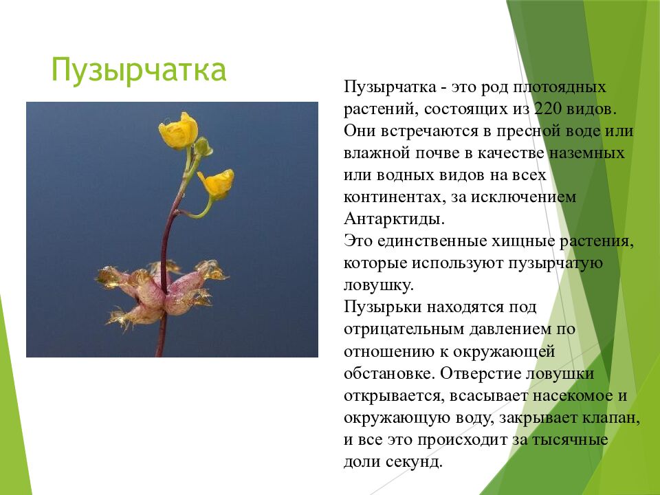 Пузырчатка