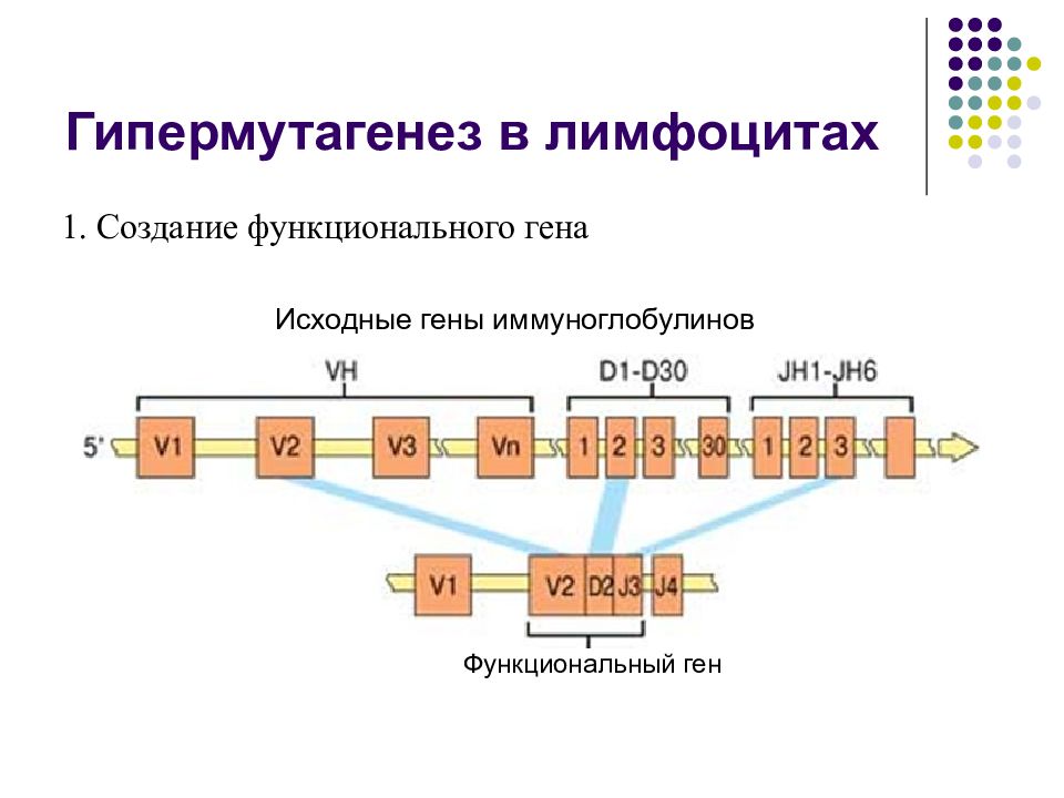 Функциональные гены. Мутации функциональных генов. Псевдогены это в генетике. Соматический гипермутагенез.