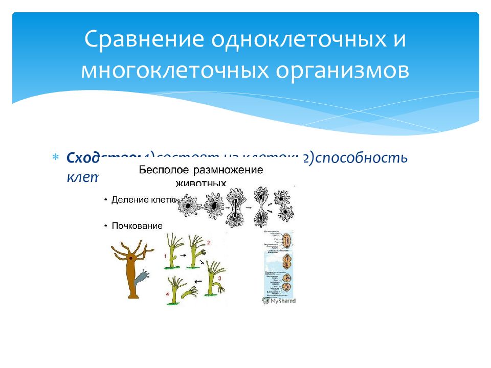 Организм единое целое многообразие организмов 10 класс презентация