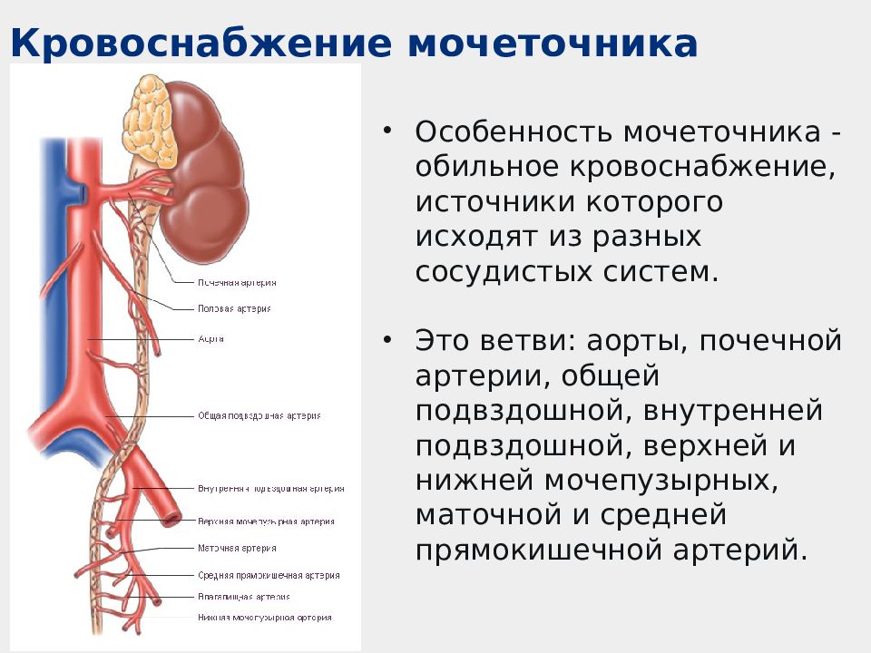 Правая почечная артерия. Почки мочеточники мочевой пузырь строение. Кровоснабжение мочеточника анатомия. Сужения мочеточника анатомия. Кровоснабжение почки анатомия схема.