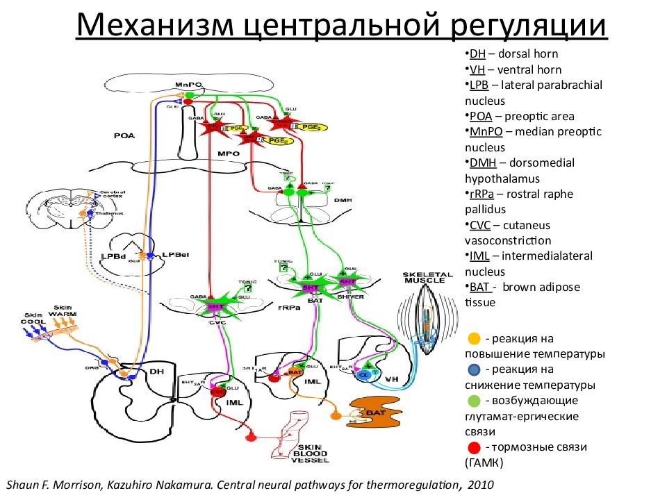 Презентация механизм терморегуляции