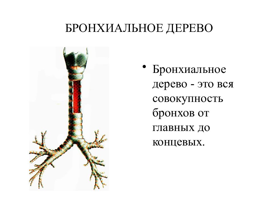 Функциональная анатомия дыхательной системы презентация