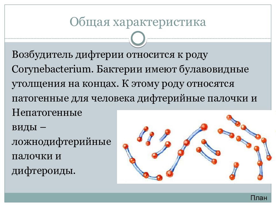 Дифтерийная палочка картинки