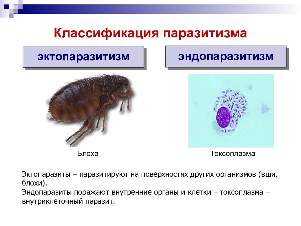 Паразитология картинки для презентации