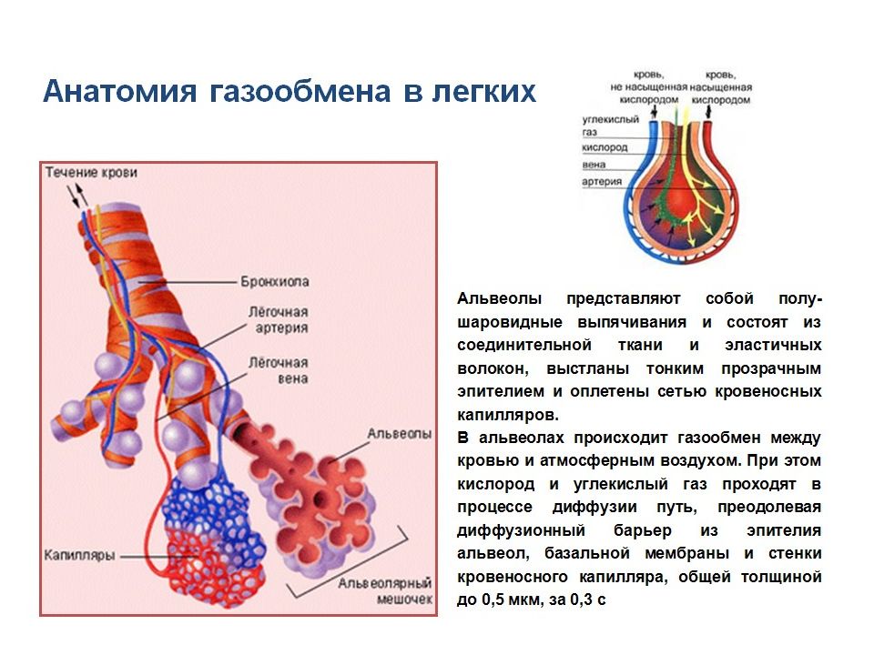 Рисунок газообмен в легких