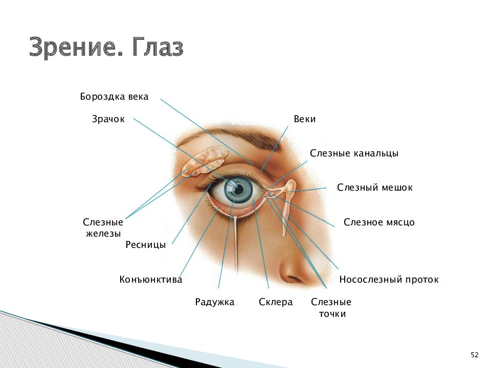 Веко строение века