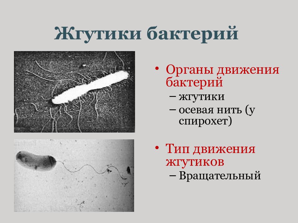 Лофотрихи. Строение жгутика бактериальной клетки. Строение жгутиков бактерий. Строение и расположение жгутиков у бактерий. Типы бактерий по расположению жгутиков.