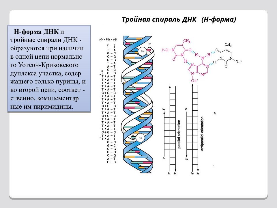H form. Строение ДНК В форма. Форма макромолекулы ДНК. Строение спирали ДНК. Четверная спираль ДНК.