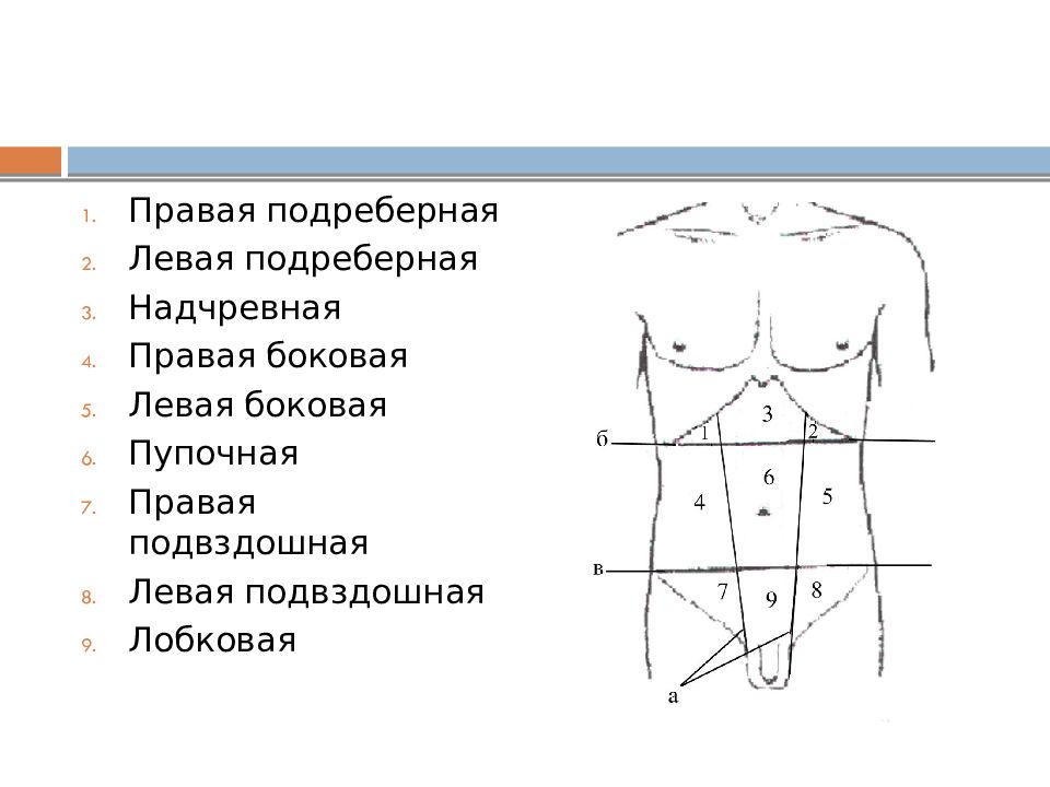 Надчревная область. Левая подреберная область. Правая подреберная область. Топографические области передней брюшной стенки.