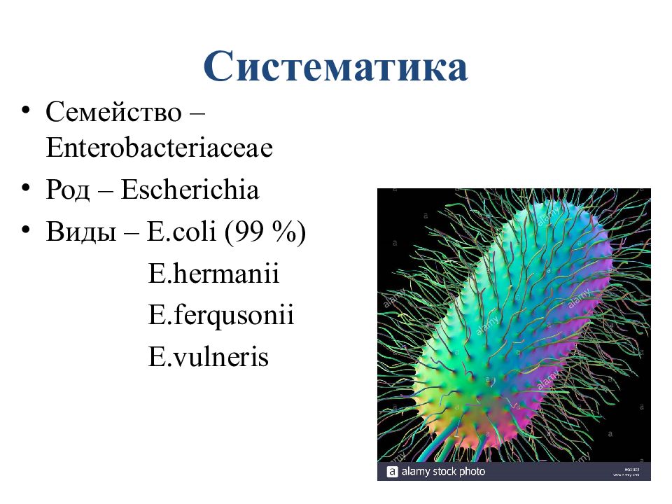 Презентация на тему кишечная палочка