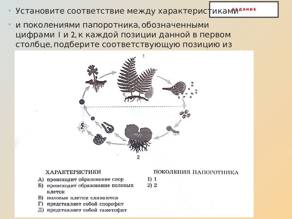 Поколение папоротника. Установите соответствие между поколениями папоротника и их. Поколения папоротника характеристики. Жизненный цикл киви. Схема жизненного цикла папоротника ВПР цифра 2.