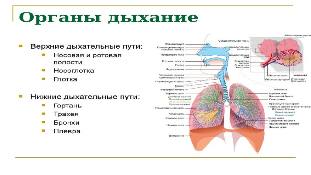 К какому классу относят животных строение органов дыхания которых показано на рисунке