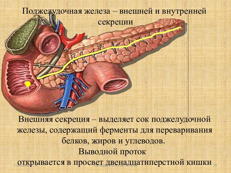 Поджелудочная железа относится к пищеварительной. Поджелудочная железа панкреатический сок. Выводной проток поджелудочной железы. Внешняя и внутренняя секреция поджелудочной железы. Поджелудочная железа в пищеварении.