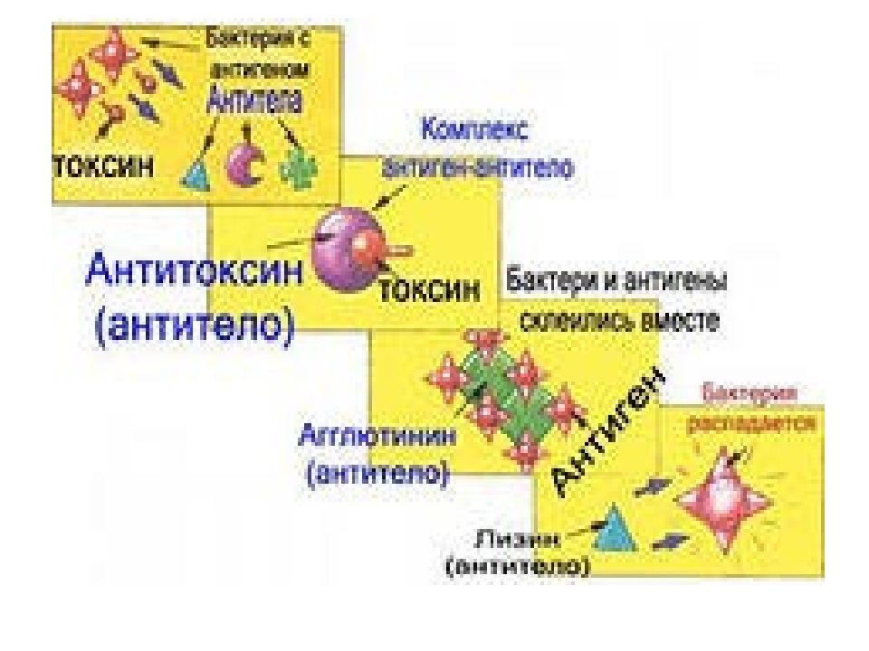 Перестройка генома в онтогенезе презентация 10 класс