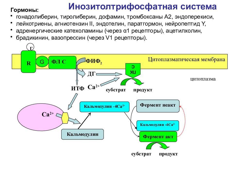 Механизм через. Инозитолфосфатная система биохимия. Инозитолфосфатная система передачи гормонального сигнала. Инозитолтрифосфатная система гормоны. Механизм действия гормонов через кальций схема.