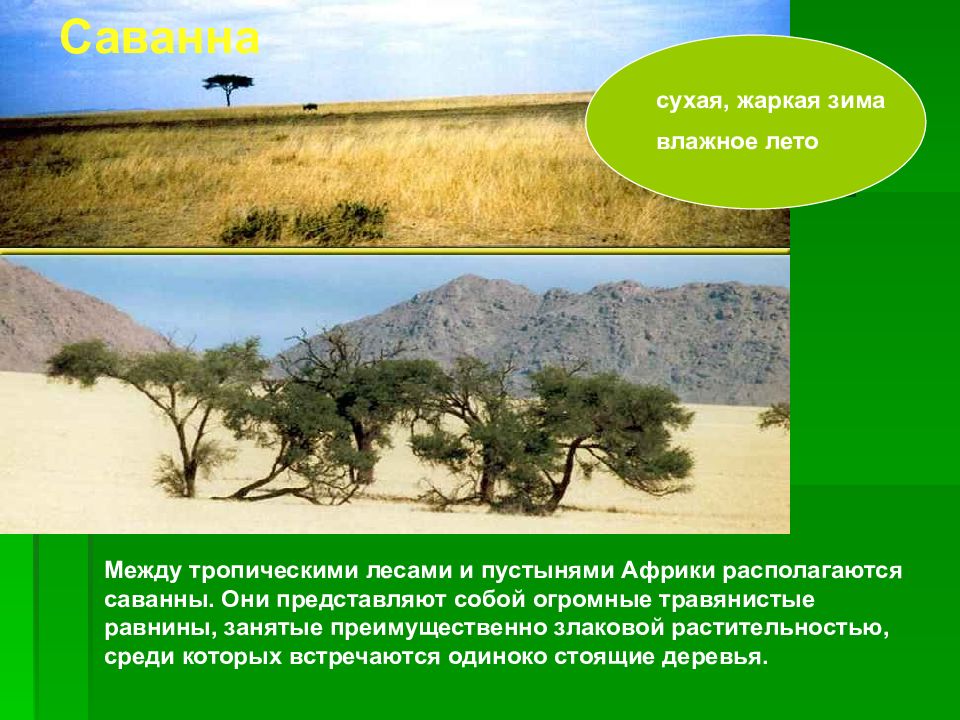 Сухая природная зона. Природные зоны Саванна и пустыни. Тропические леса. Саванны. Пустыни. Природная зона экваториальные леса , саванны тропические пустыни. Растительный Покров жарких и сухих пустынях.