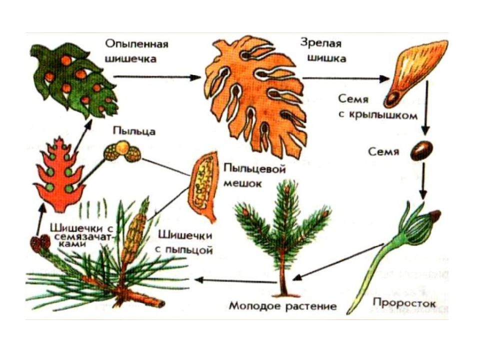 Жизненный цикл сосны схема