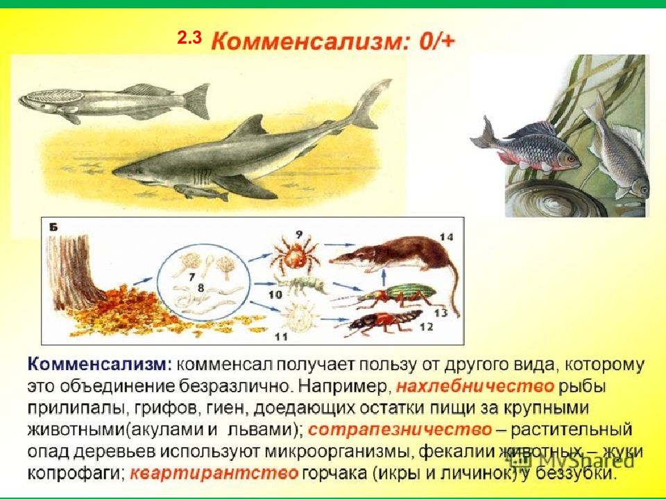 Взаимоотношения комменсализм. Комменсализм. Примеры комменциализиа. Понятие комменсализм. Комменсализм примеры.