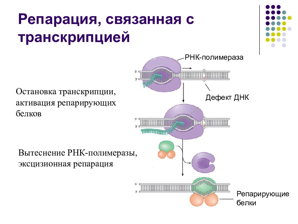 Репарация. Репарация мутаций. Транскрипционная репарация. Репарация ДНК схема процесса. Репарация ДНК световая эксцизионная.