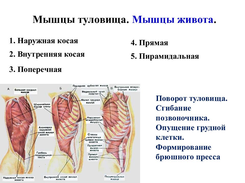 Мышцы сгибающие туловище. Мышцы сгибающие Позвоночный столб. Мышцы сгибатели туловища. Мышцы сгибающие туловище относятся. Мышцы участвующие в сгибании позвоночного столба.