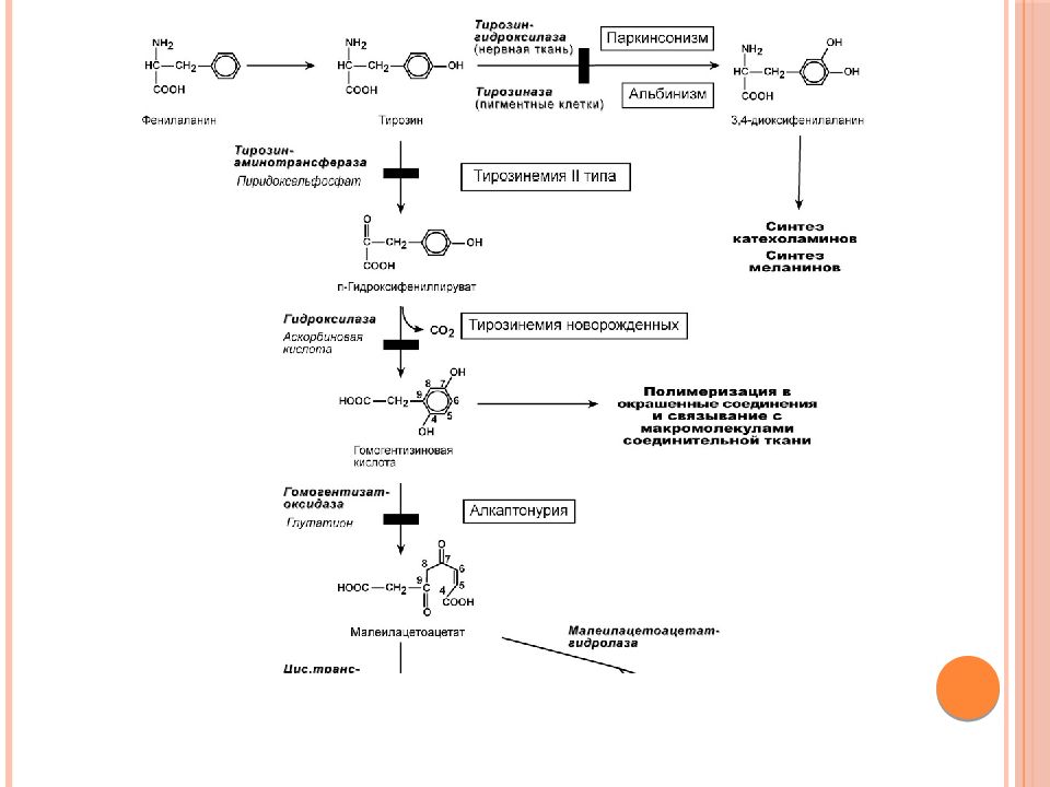 Схема синтеза катехоламинов