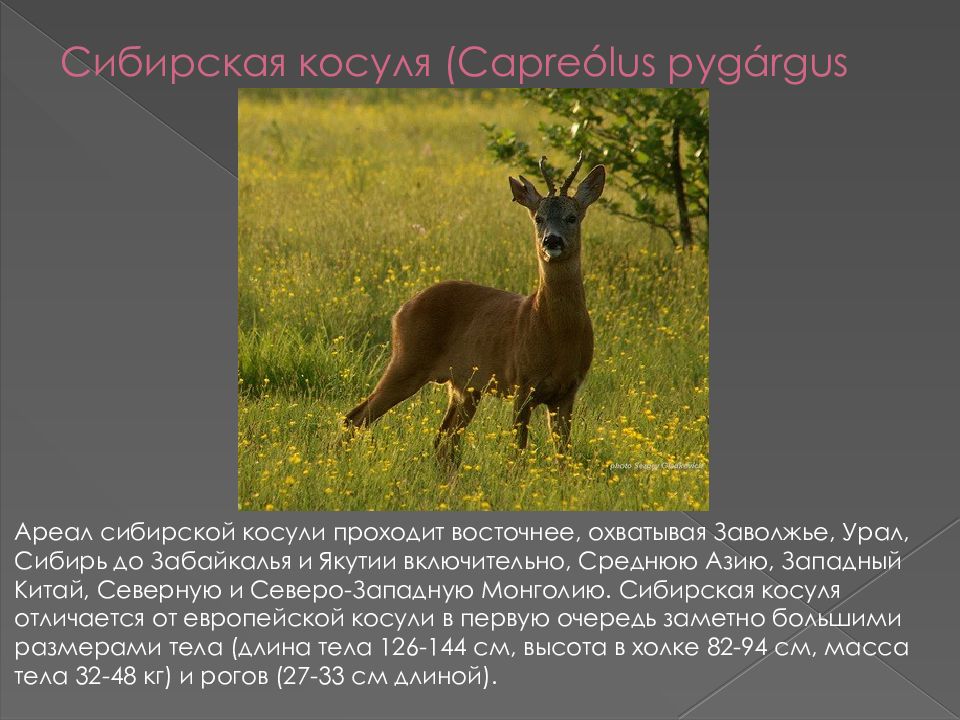 Красная книга сибирской области. Сибирская косуля capreolus pygargus. Сибирская косуля Омской области. Косуля Сибирская красная книга. Косуля презентация.