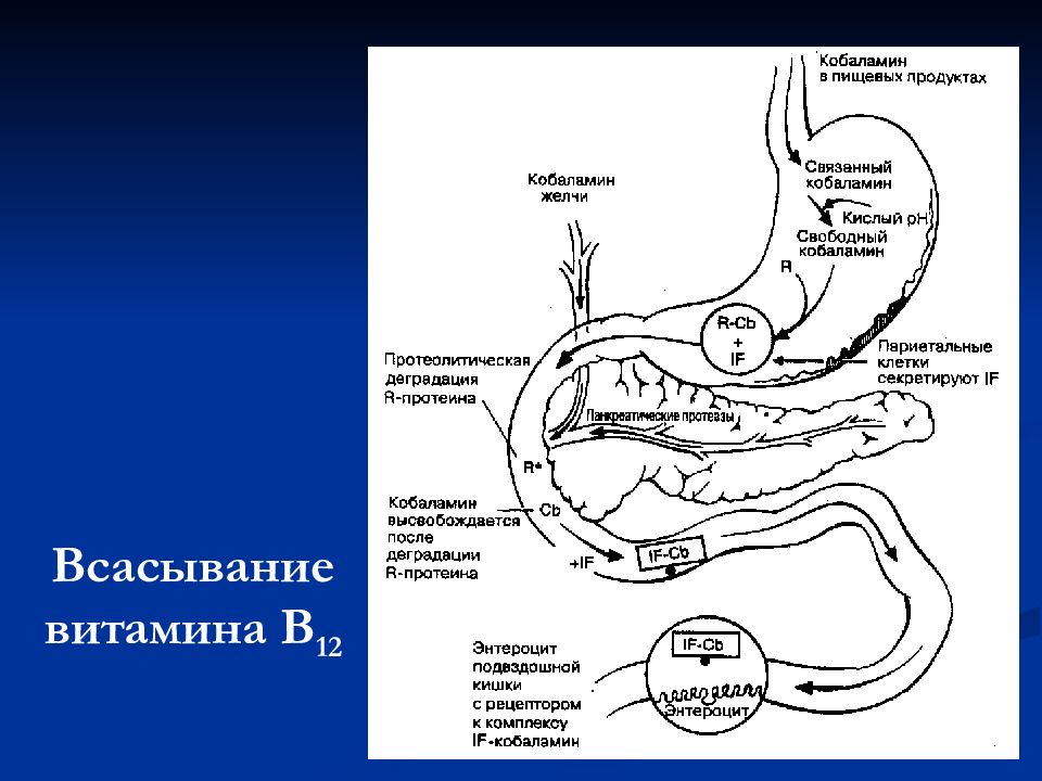 Всасывание витамина в12. В12 всасывается. Внутренний фактор кастла это витамин в12. Всасывание витамина в12. Нарушение всасывания витамина в12.