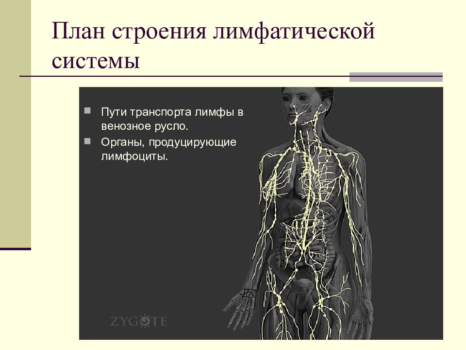 Презентация на тему лимфатическая система