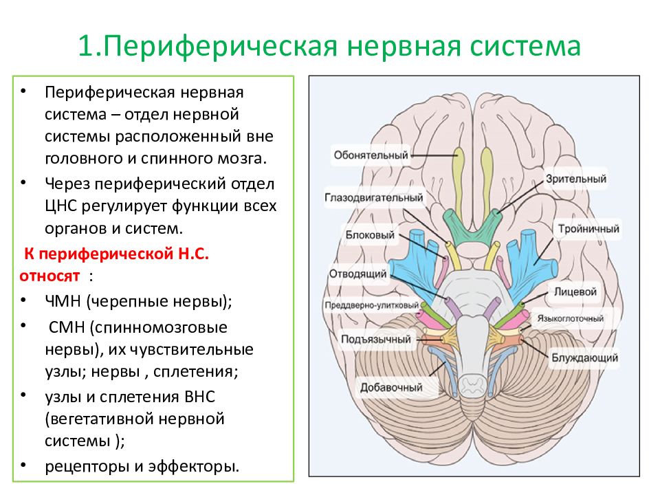 Периферические нервы и сплетения. Периферические нервы где находятся. Периферическая нервная система животных. Периферический нерв препарат. Опухоли периферической нервной системы.
