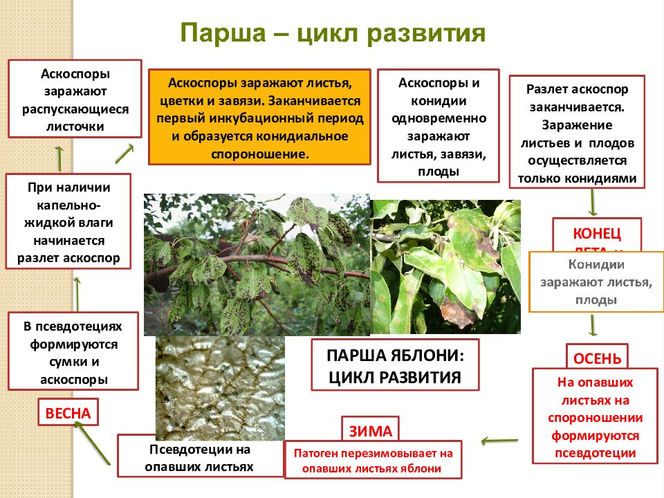 Презентация по дисциплине : « Интегрирования защита садовых растений » на тему