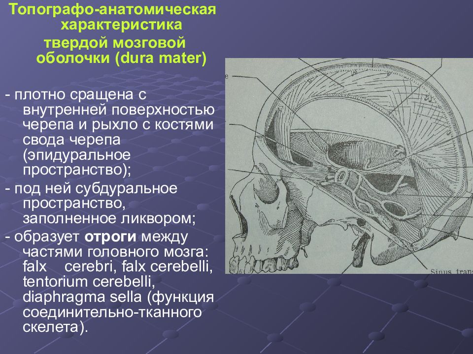 Презентации по топографической анатомии