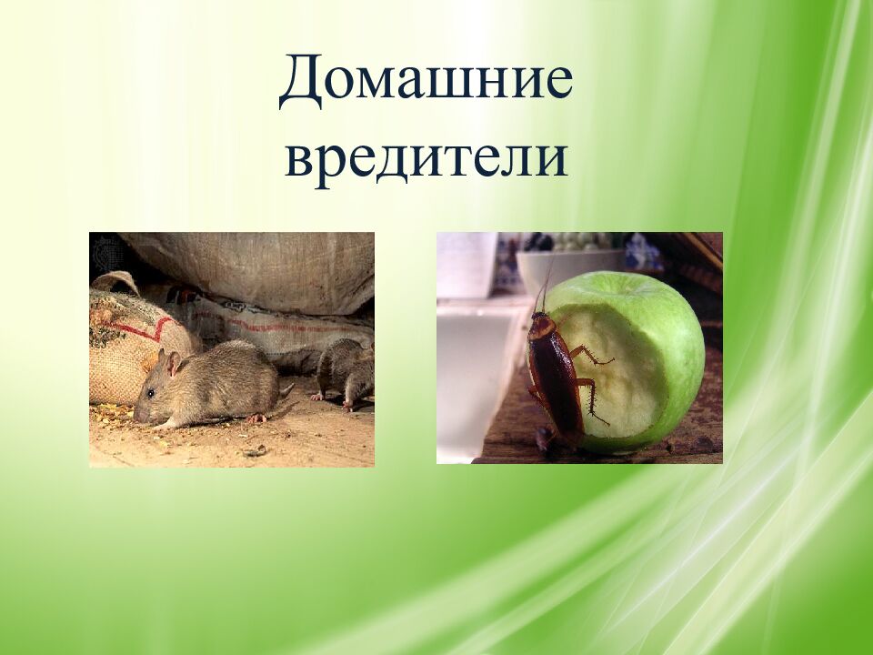 Домашние вредители