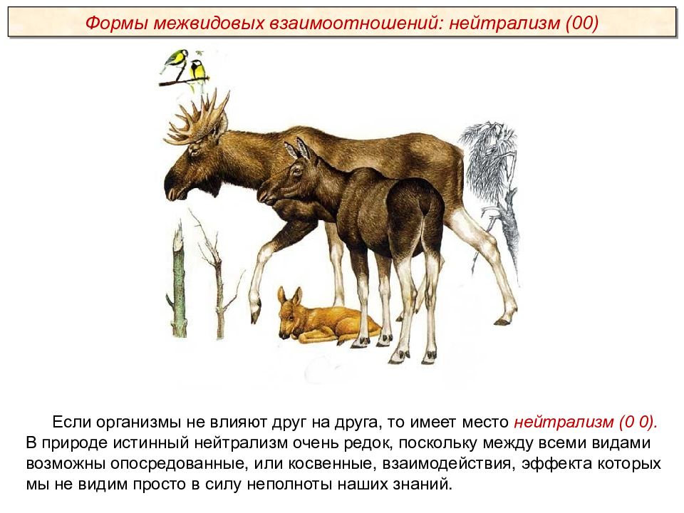 Возможные варианты межвидовых отношений схема. Межвидовые взаимодействия. Межвидовые взаимоотношения. Межвидовые взаимоотношения нейтрализм. Межвидовые взаимоотношения в экосистеме.