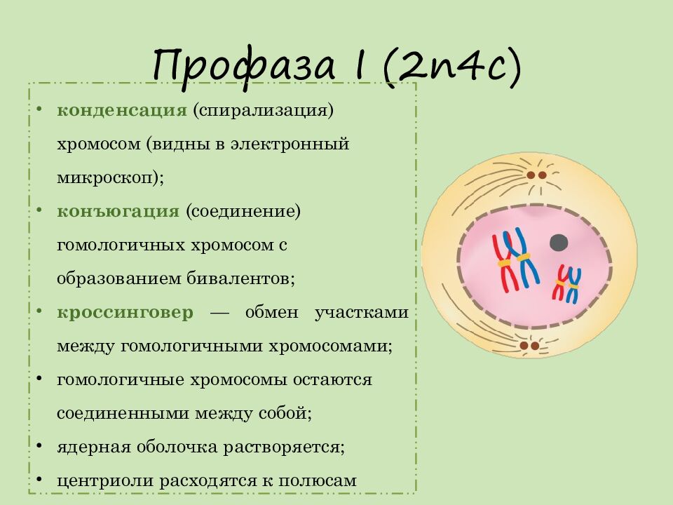 Профаза I (2n4c)
