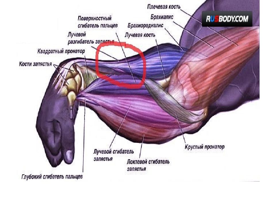 Круглый пронатор мышца предплечья
