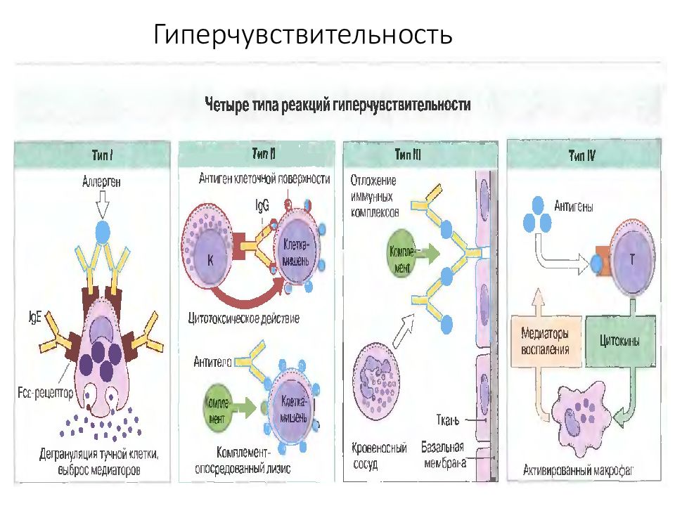 Гиперчувствительность замедленного типа примеры Схема гиперчувствительности 2 типа