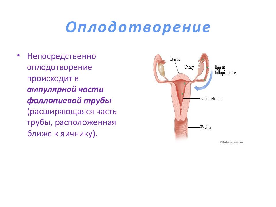 Презентация оплодотворение беременность