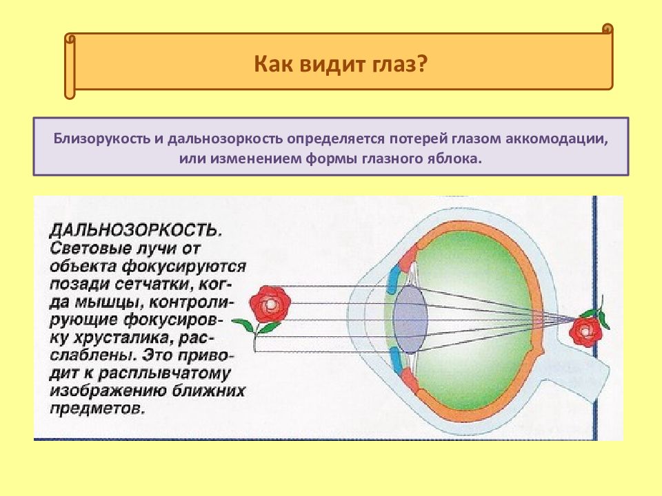 1 6 мы видим что. Как видит глаз. Строение глаза дальнозоркость. Глаз дальнозоркость и близорукость. Как человеческий глаз видит предметы.