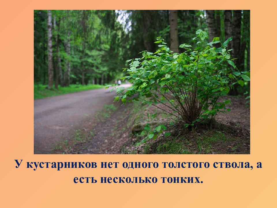 Деревья и кустарники 2 младшая группа. Царство деревьев. Какие стволы у кустарников 2 класс. Какие стволы у кустарников 2 класс ответы. Подросток и подлесок презентации.
