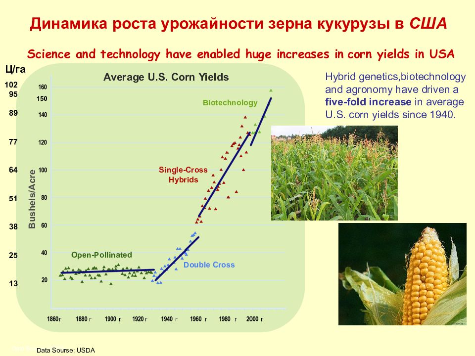 График урожайности. Рост урожайности зерновых. Урожайность кукурузы в США. График роста урожайности. Потребность кукурузы в элементах питания.