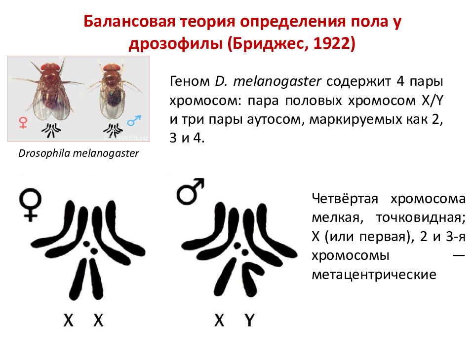 Набор хромосом содержащийся в клетках. Кариотип дрозофилы набор хромосом. Кариотип мушки дрозофилы. Набор хромосом мухи дрозофилы. Муха дрозофила хромосомы.