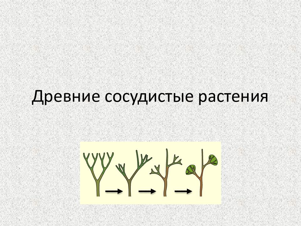 Древние цветы презентация