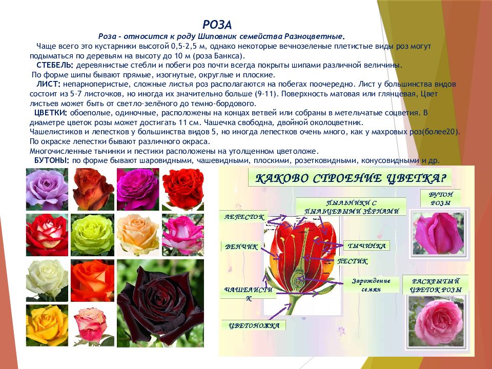 Как отличить розы. Розы классификация сортов. Виды роз таблица. Разновидности роз по форме куста. Разновидности роз с описанием.