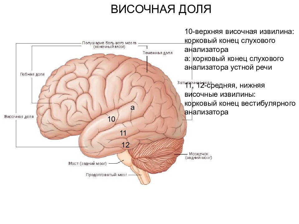 Корковые анализаторы. Корковый конец слухового анализатора. Корковый центр зрительного анализатора расположен. Корковые концы анализаторов. Корковой концс анализатора.