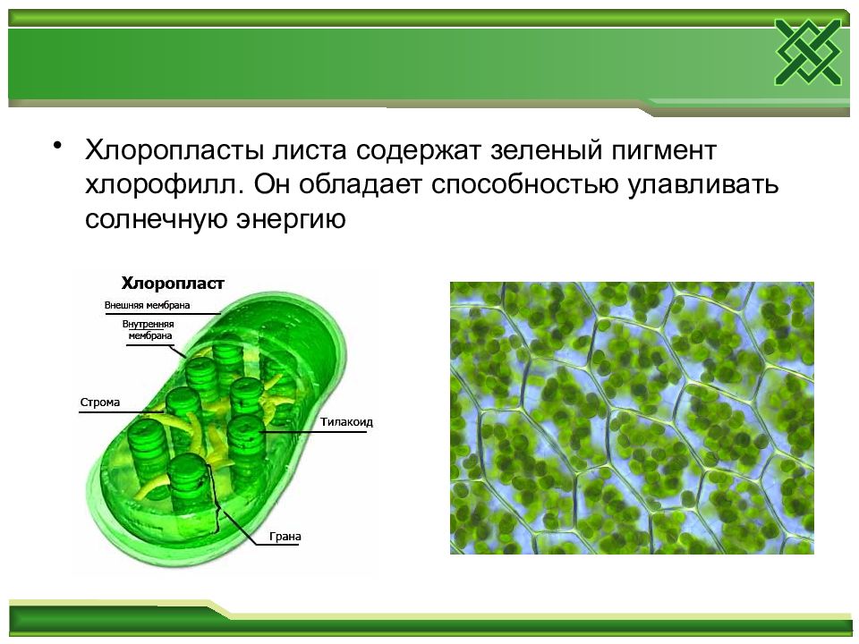 Хлоропласты содержатся в клетках. Строение хлоропласта клетки листа. Хлоропласт строение хлоропластов 6 класс. Хлоропласт хлоропласты у клетки. Строение зеленого листа хлоропласты.