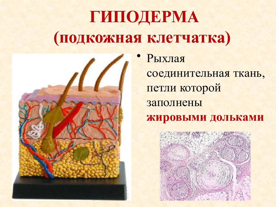 Покровная система презентация