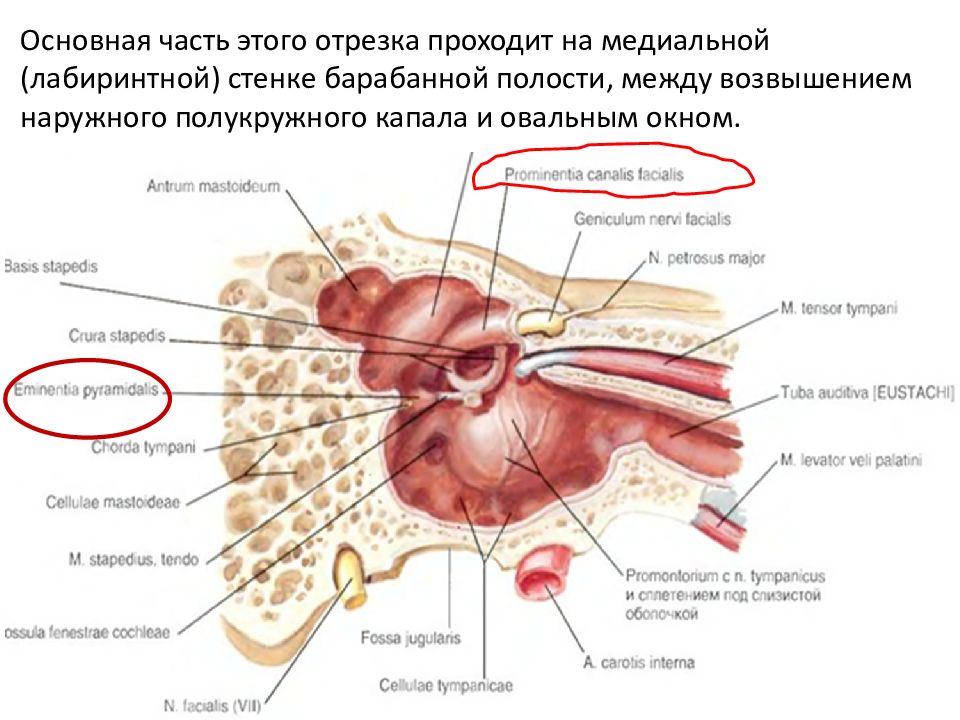 Медиальная лабиринтная стенка